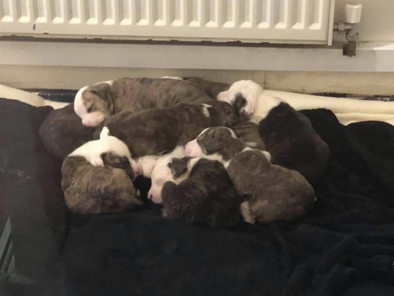 Lunas valpar Lunas valpar